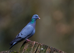 David Plant Photography - Wildlife Photographer - Stock dove - B